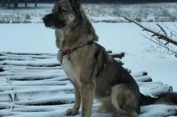 Пропала собака, Волосово, Ленинградская область - кобель в оранжевой шлейке - photo