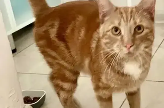 Найдена кошка, Санкт-Петербург, фото: Найдена кошка, Московское шоссе, 16 к1, Санкт-Петербург - рыжий мраморный окрас