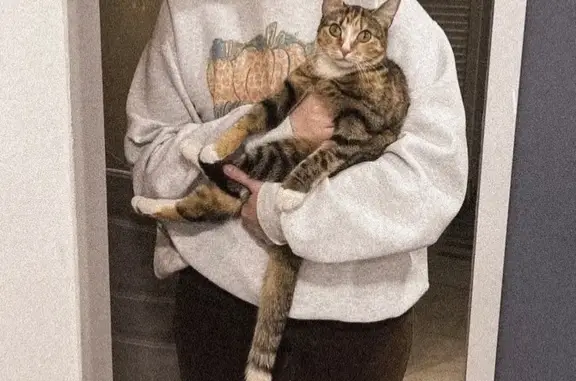 Пропала кошка, Новгородский проспект, Архангельск - полосатая с рыжим пятном - photo