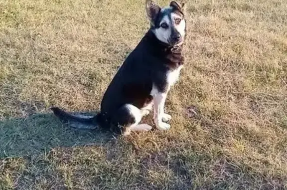 Пропала собака, 1-й Газетный переулок, Дядьково - черная с светло бежевым окрасом - photo