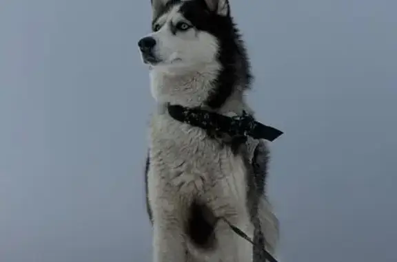 Пропала собака, Вилючинск, кобель хаски, кличка Айс - photo