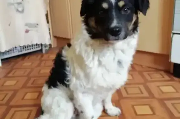 Пропала собака, мужской, Богатырский проспект, 31 литБ, Санкт-Петербург - чёрный с белым окрасом - photo