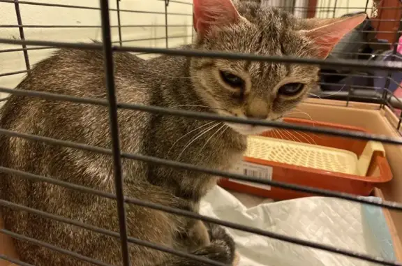 Найденные животные Якутск, фото: Найдена кошка женского пола, 2/6, Якутск - породистая с желтыми глазами