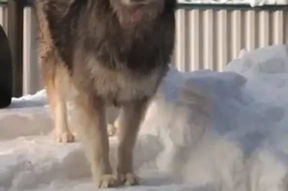 Пропал собака, Залесная улица, 93, Казань - пёс по имени Данди - photo