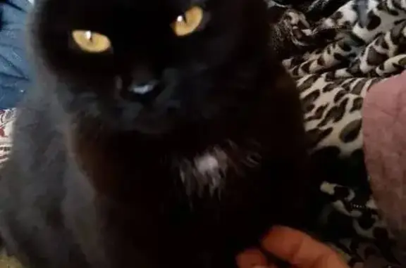 Найдена кошка, Краснодар, фото: Найдена кошка, Московская улица, Краснодар - возле поликлиники 16