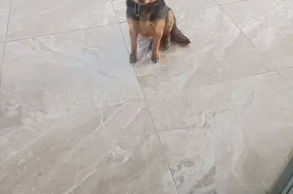 Найдена собака, Ивановка, фото: Найдена собака, Берёзовая улица, Ивановка - очень ласковая