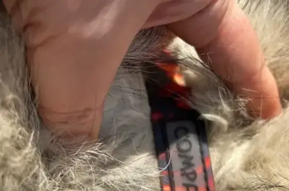 Найдена собака, Вёшки, фото: Найден кобель собаки, Выставочная улица, 19, Вёшки - хаски с ошейником