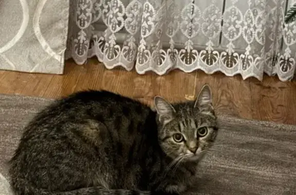 Пропал кот, 2/1, Рославль - кастрированный и ручной - photo