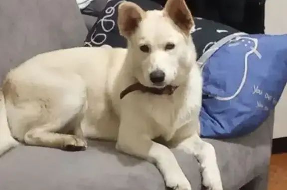 Пропала собака, Данилов, Ярославская область - photo