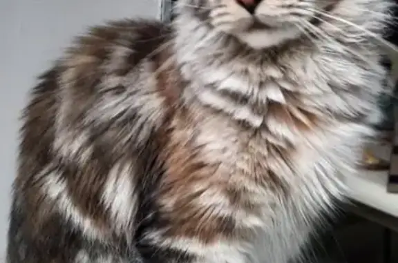 Пропала кошка, Большой Сампсониевский проспект, Санкт-Петербург - мейн-кун, окрас серо-коричневый - photo