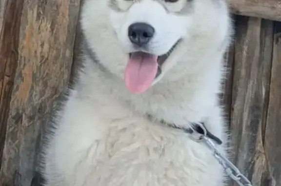 Пропал собака, улица Гагарина, Никольск - светло серый с чёрным пятнышком - photo