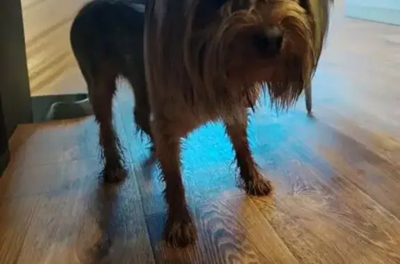 Найдена собака, Ангарск, фото: Найден собака, улица Карла Маркса, Ангарск - серого цвета с чёрными пятнами