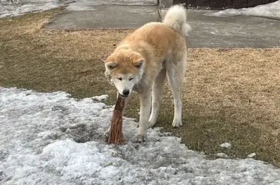 Найденные животные Солонцы, фото: Найдена собака с ошейником, Кедровая улица, 13А, Солонцы