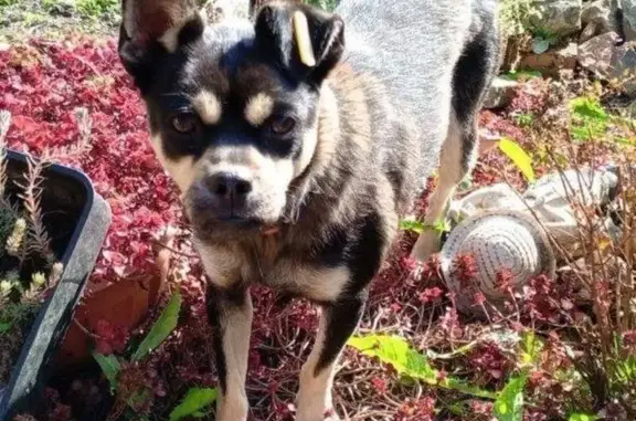 Пропала собака женского пола, сад-во «Дорожный строитель», Маркова - photo