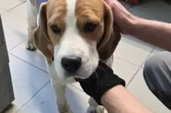 Найдена собака, Орехово-Зуево, фото: Найден собака, улица Тургенева, 1, Орехово-Зуево - кобель бигль с ошейником