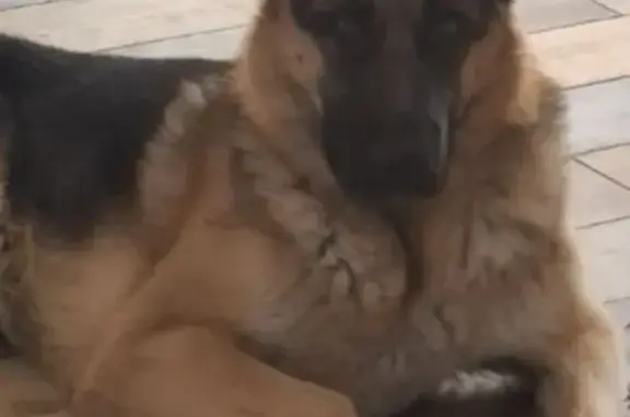 Пропал собака, 1А, Большепоповский сельсовет, Куймань - черно-оранжевый с родимым пятном на языке - photo