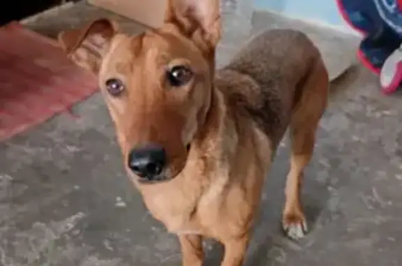 Найденные животные Воронеж, фото: Найден собака, мужской, улица Артамонова, 38Д, Воронеж - рыжий, вытянутая морда