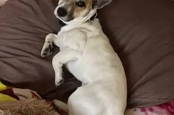 Пропал собака, улица Водянникова, 28, Красноярск - Джек Рассе с дрессировочным ошейником - photo