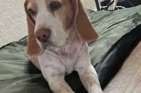 Порода Бигль рослая высокая. Есть метрика на животе. Была без ошейника. Цвет бело - рыжий. Длинные уши. Сбежала со двора частного дома.