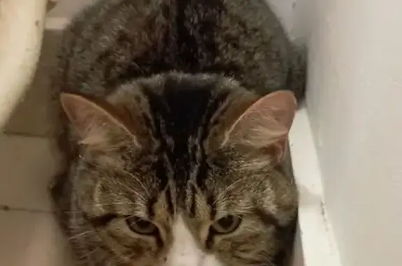 Найденные животные Уфа, фото: Найден кот, улица Александра Невского, 15, Уфа - серый полосатый