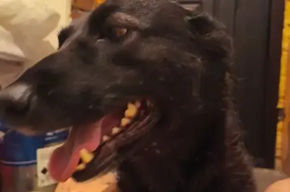 Окрас в основном черный с серыми оттенками. Худощавая высокая на носу шрам. Пугливая. Сорвалась с поводка.