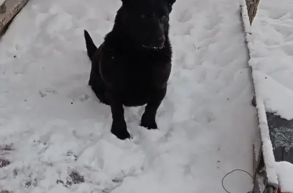 Пропала собака, Рябиновая улица, 18, Солнечный - чёрный окрас, большие уши - photo