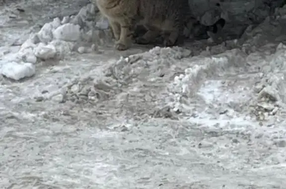 Пропала кошка, Гвардейская улица, 50, Казань - выпрыгнула в окно - photo