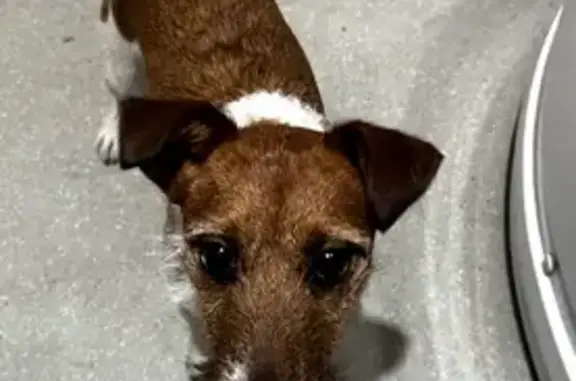 Пропал собака, Чита - Джек Рассел - photo