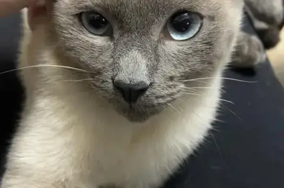 Кошки потеряшки, Ростов-на-Дону, фото: Потеряшка сиамский кот, Можайская улица, 109, Ростов-на-Дону - бежевый окрас, голубые глаза