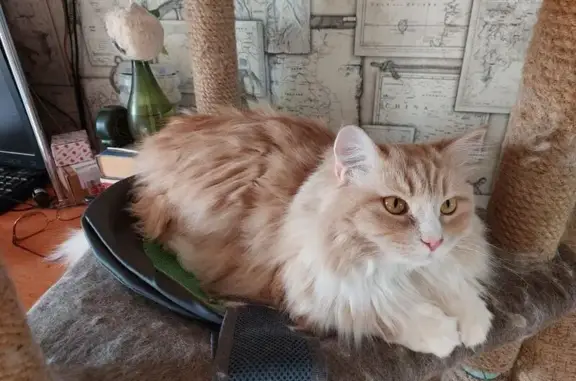 Пропал кот, Учебная улица, 7, Томск - персиковый окрас и белый нос - photo