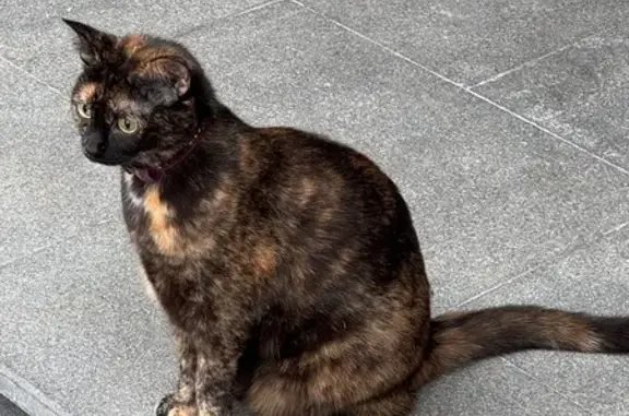 Найденные животные Тюмень, фото: Найдена кошка, улица Ванцетти, 5, Тюмень - кажется беременная