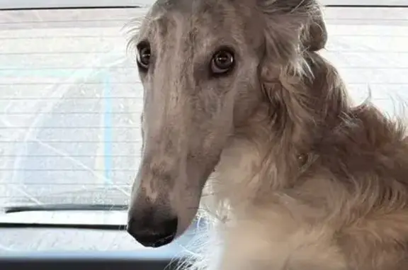 Пропал собака, мужской, Хабаровск - бело-коричневый с ошейником - photo