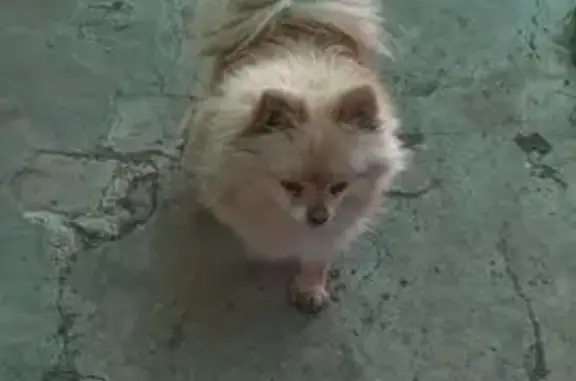 Найдена собака, Волгоград, фото: Найдена собака, улица Куйбышева, 24А, Волгоград - добрый контактный