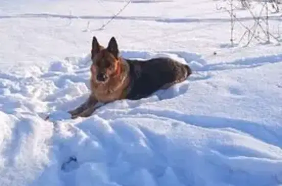Пропала собака, немецкая овчарка, Нижнезалегощенское сельское поселение, Залегощь - photo