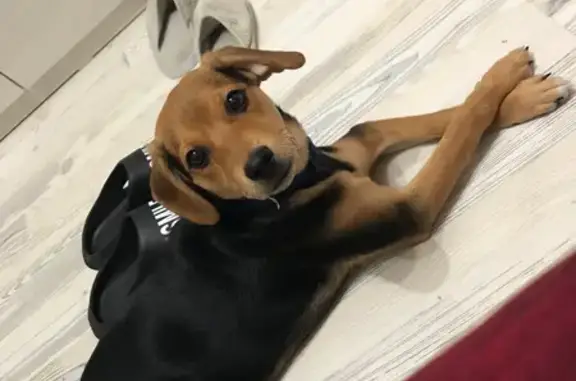 Собаки потеряшки, Анапа, фото: Потеряшка щенок, улица Адмирала Пустошкина, 10, Анапа - черно-рыжий окрас