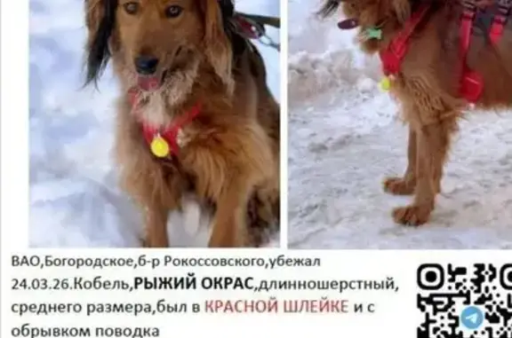 Собаки потеряшки, Москва, фото: Потеряшка собака, Ивантеевская улица, Москва - рыжий с обрывком красного поводка