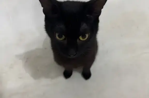 Найдена кошка, Красноярск, фото: Найден кот, Красноярск - черный, не стерилизованный