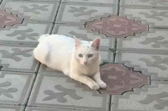 Пропала кошка, Тулун, Иркутская область - белая с черными пятнышками, без хвостика - photo