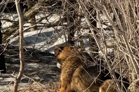 Найдена собака, Чебоксарский район, фото: Найдена собака, Ядринское шоссе, Чебоксарский район