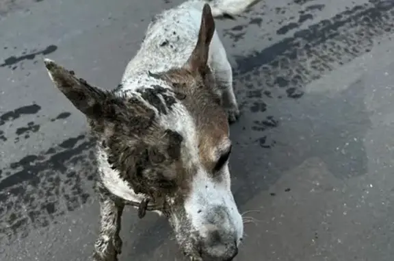 Найдена собака, Балашиха, фото: Найден собака, мальчик, Балашиха, Московская область - похож на Джек Рассела