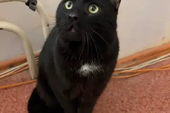 Найдена кошка, Новоивановское, фото: Найдена кошка, Можайское шоссе (дублёр), 50, Новоивановское - ласковый кот, собак не боится