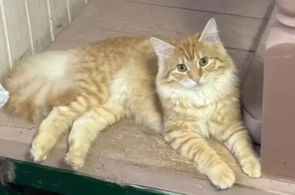 Пропал кот, Поличня, Гагарин - рыжий с пушистым хвостом - photo