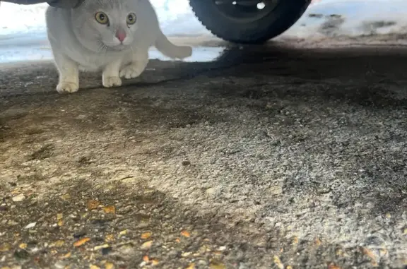 Найдена кошка, Томск, фото: Найден кот, улица Мокрушина, Томск - белый с янтарными глазами