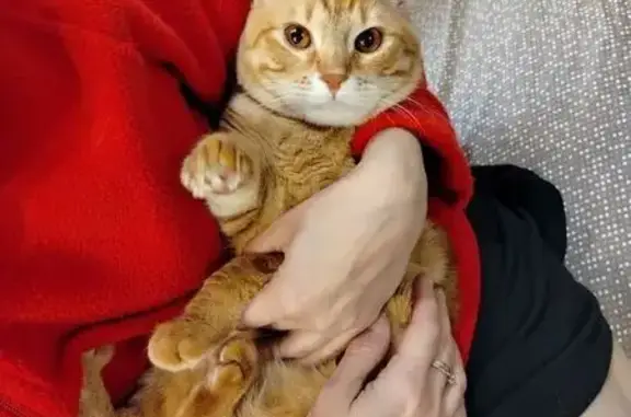 Пропала кошка, улица Тимирязева, 11, Волгоград - рыжий окрас, недавно кастрирован - photo