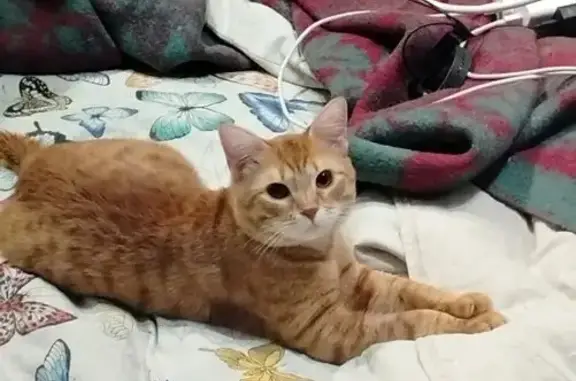 Пропала кошка, улица Тимирязева, 11, Волгоград - рыжий окрас, недавно кастрирован - photo