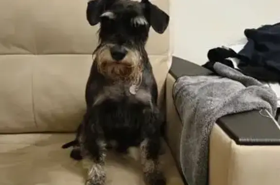 Собаки потеряшки, Чехов, фото: Потеряшка собака, улица Рубинштейна, Чехов - черный с серебром, очень добрый