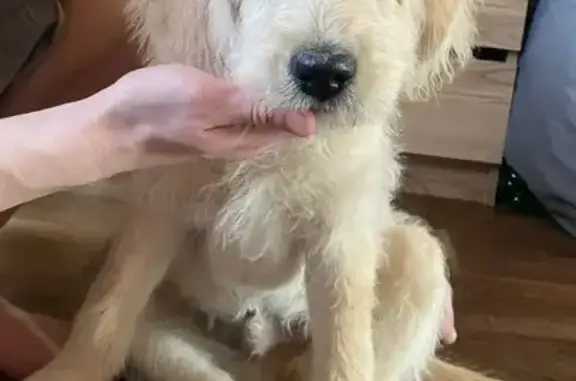 Пропала собака, улица Александра Алексеева, Воронино - щенок 4 месяца, бежевый окрас - photo