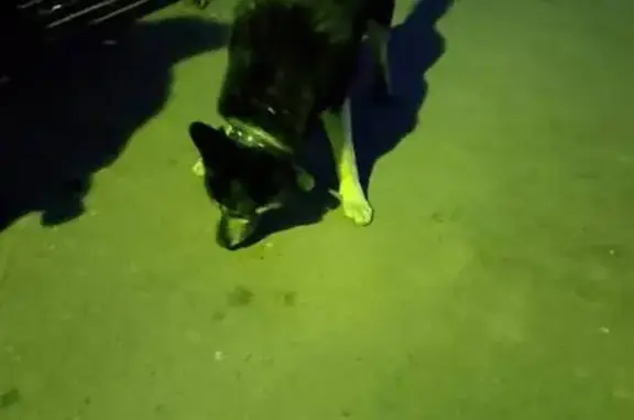 Найдена собака, Серпухов, фото: Найден собака, Гвардейская улица, Серпухов - голубые глаза и ошейник