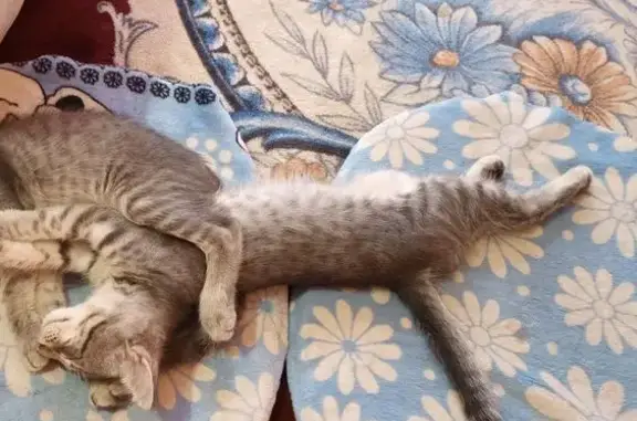 Кошки потеряшки, Лабинск, фото: Потеряшка кот, улица Победы, 114, Лабинск - серый полосатый, глаза жёлтые с зелёным