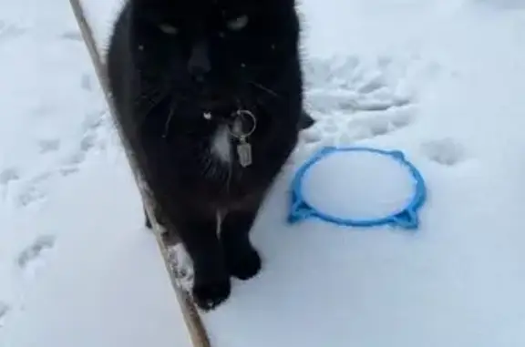 Пропала кошка, Артиллерийская улица, 116, Краснодар - черный окрас, зеленые глаза - photo